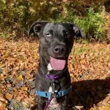 An adult medium-sized female Mixed Breed dog named Marla for adoption in Honesdale, PA