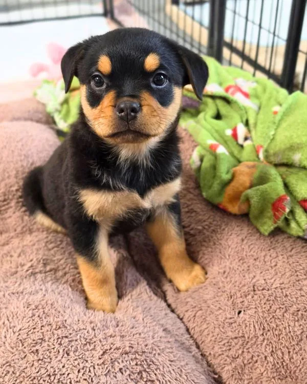 A baby small-sized female Rottweiler dog named Miss Piggy for adoption in Novato, CA