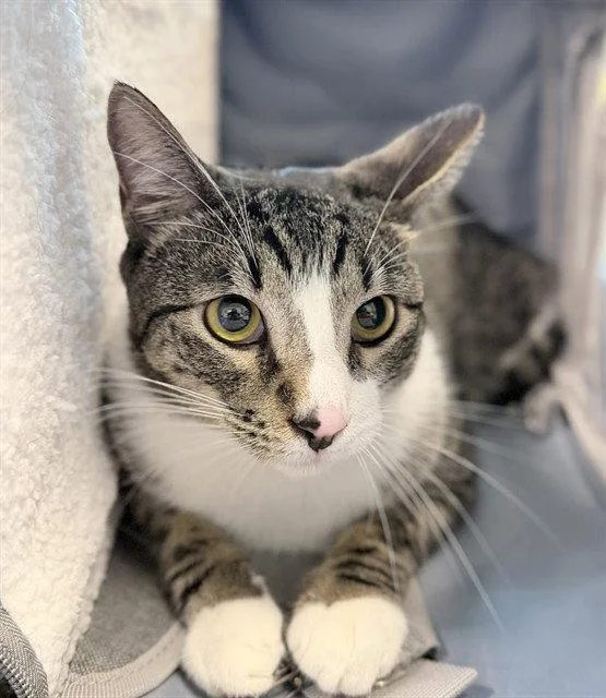 An adult small-sized male Domestic Short Hair cat named Java for adoption in Tavares, FL