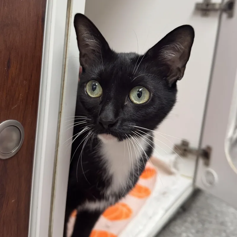 An adult medium-sized female Domestic Short Hair cat named Hailey for adoption in Reisterstown, MD