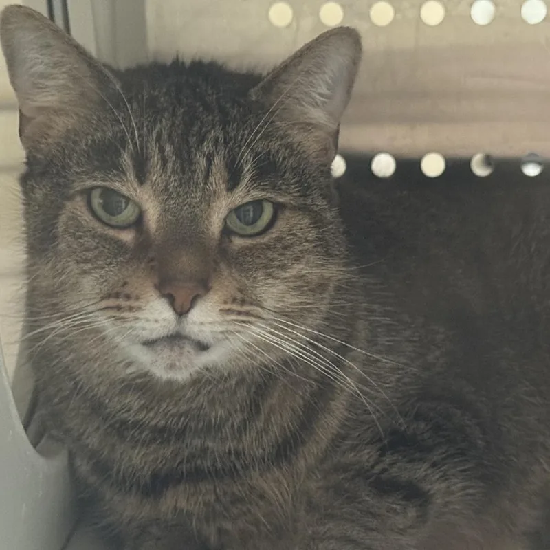An adult medium-sized female Brown / Chocolate Domestic Short Hair cat named Zola for adoption in Ashtabula, OH