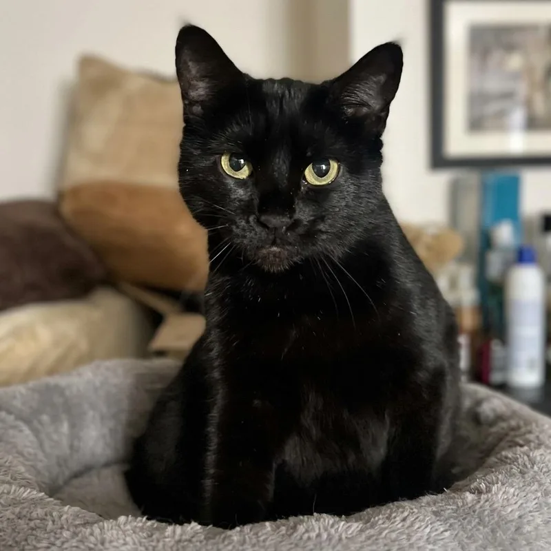 An adult medium-sized female Bombay cat named Stella for adoption in Danbury, CT
