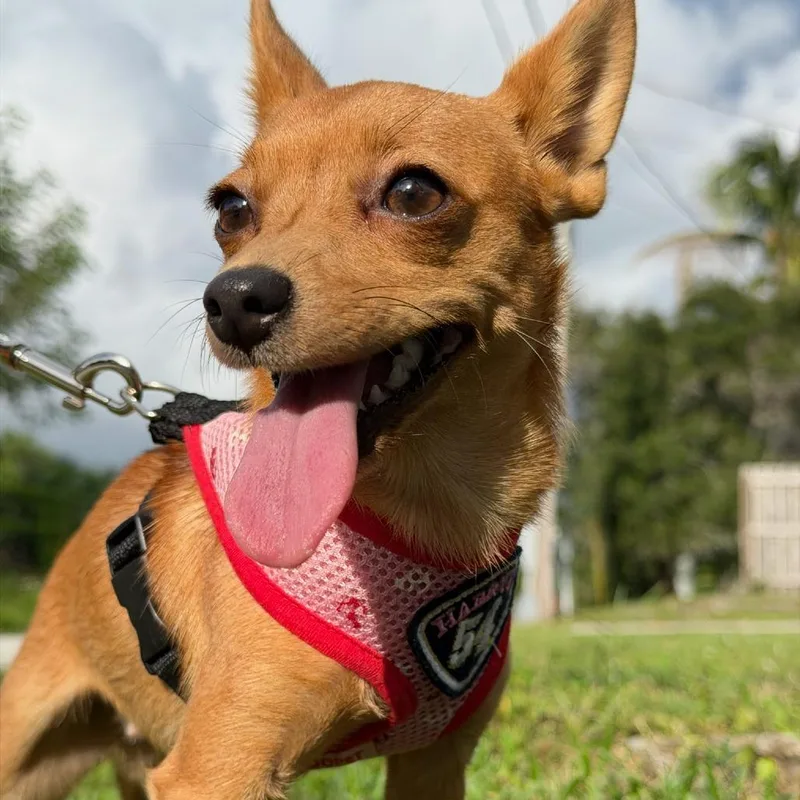 A young small-sized female Apricot / Beige Chihuahua dog named Pixie for adoption in Hobe Sound, FL