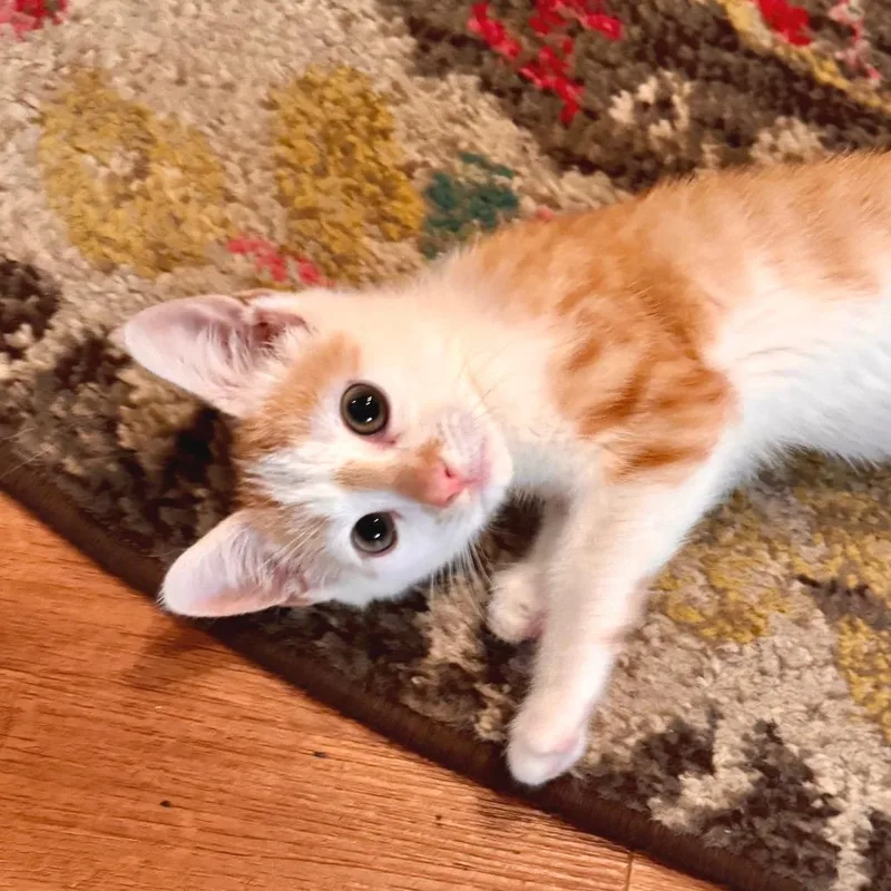 A baby small-sized male Orange / Red Domestic Short Hair cat named Cheeto City of for adoption in Chino Hills, CA