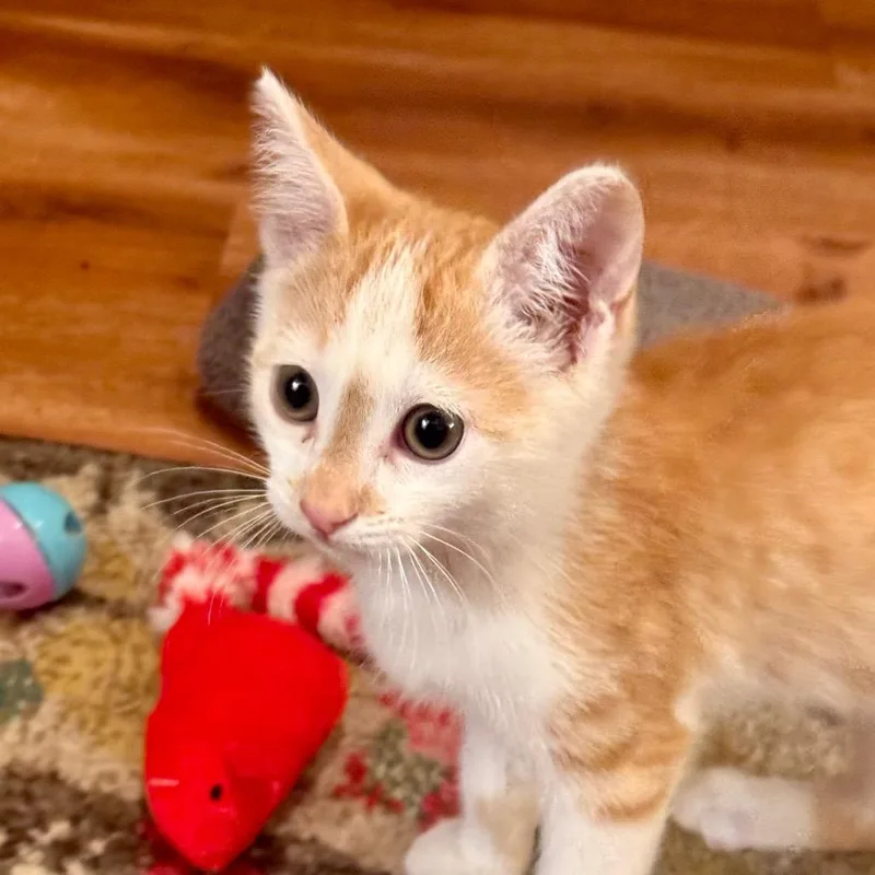 Cheeto  City of thumbnail 2