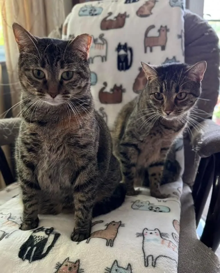 Ms. Pickles Bonded With thumbnail 2