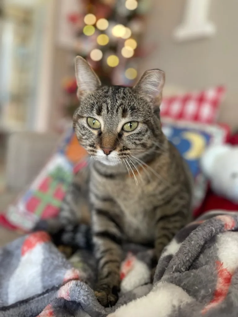Ms. Pickles Bonded With thumbnail 3