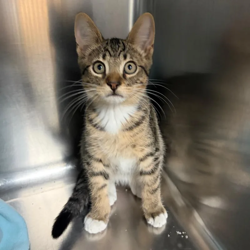 A baby small-sized male Gray / Blue / Silver Domestic Short Hair cat named Bottle Rocket for adoption in Columbus, GA