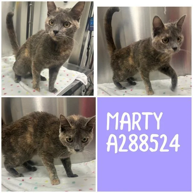 A young large-sized female Domestic Short Hair cat named Marty for adoption in Macon, GA