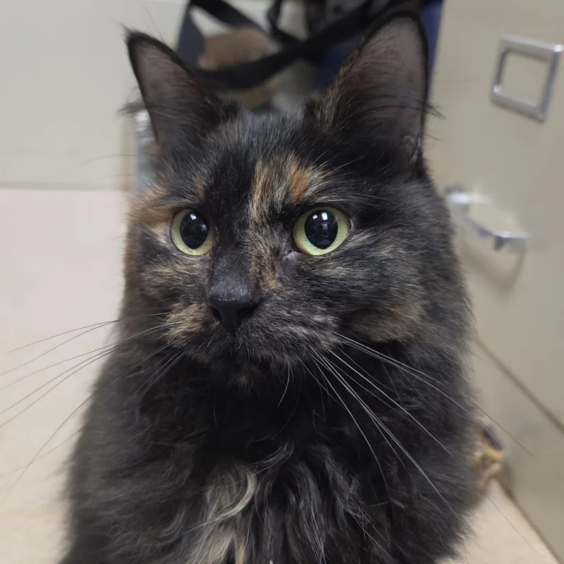 An adult medium-sized female Black Domestic Long Hair cat named Seze for adoption in Plover, WI