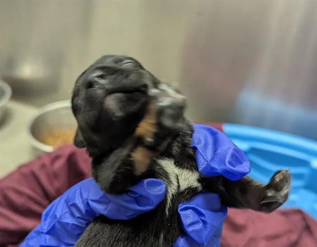 A baby large-sized female Mixed Breed dog named Magic for adoption in Dallas, TX
