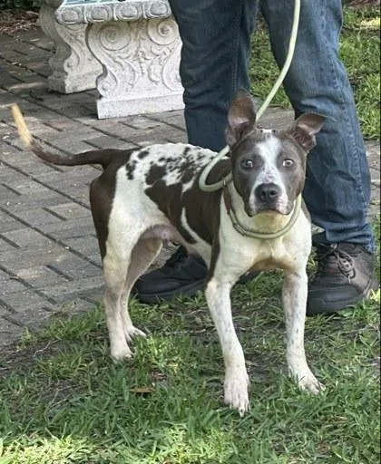 An adult medium-sized female Terrier dog named Oreo for adoption in Palm Coast, FL