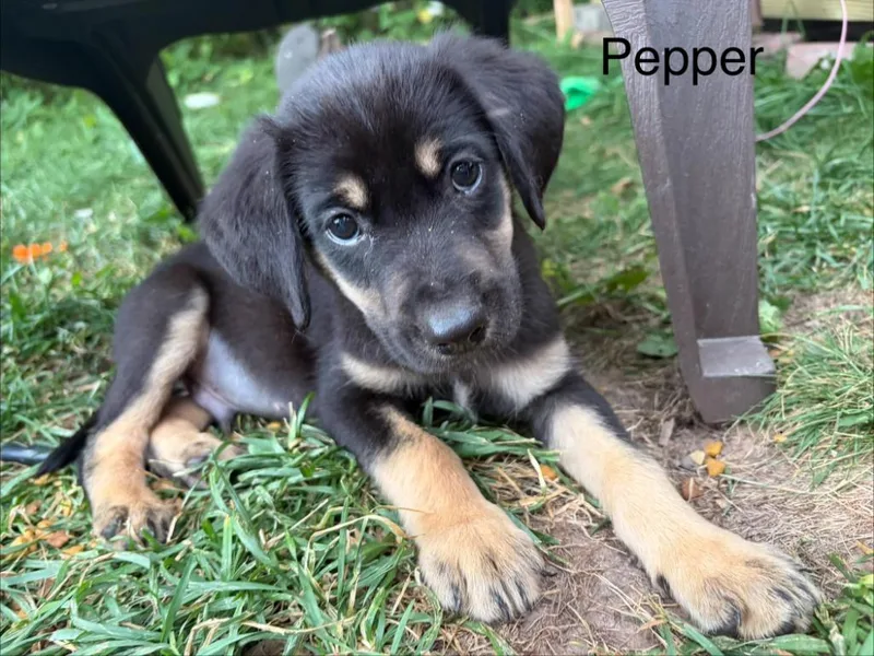 Pepper