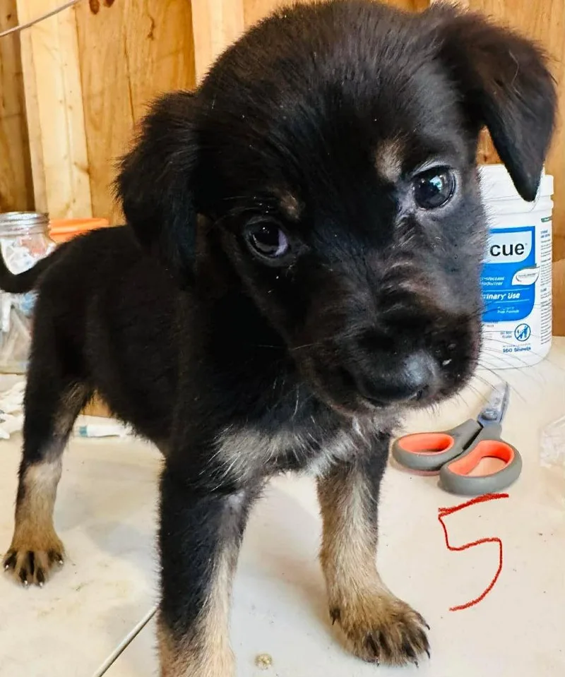 Pepper thumbnail 2