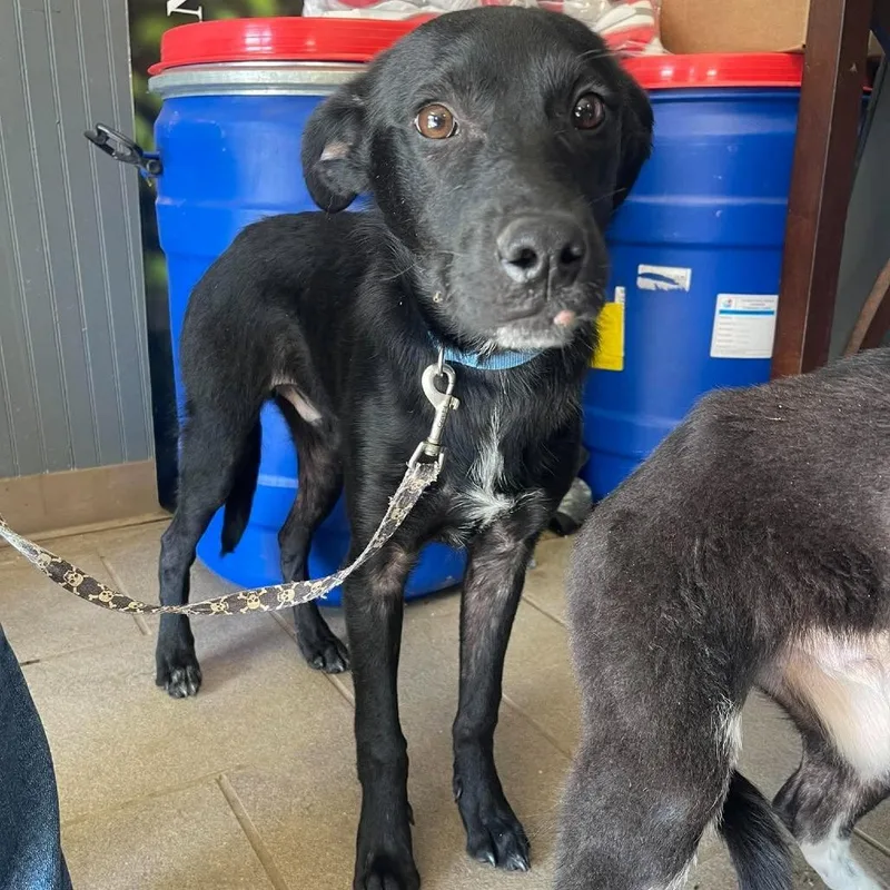 An adult small-sized male Black Mixed Breed dog named Merlin Stray Hold for adoption in Huntington, WV