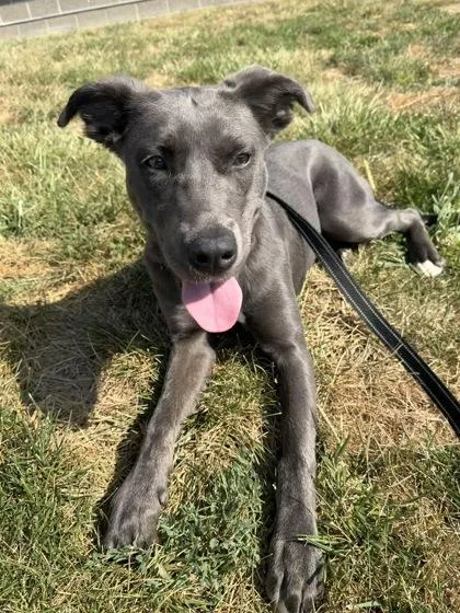 A young medium-sized female Gray / Blue / Silver Pit Bull Terrier dog named Kiori for adoption in Kansas City, MO