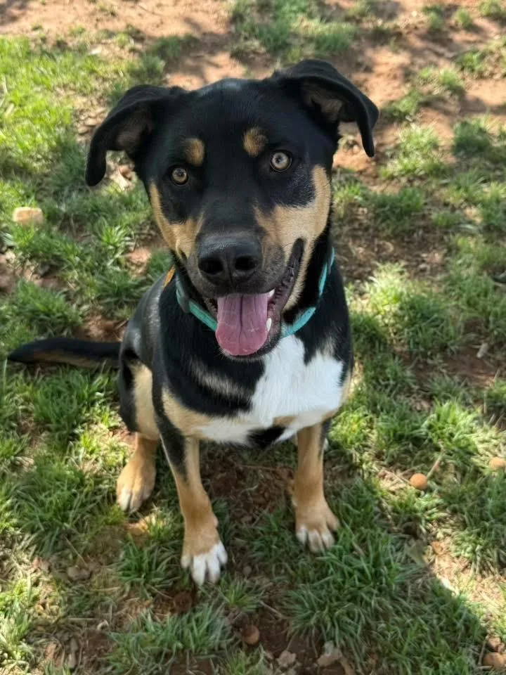 A young large-sized male Shepherd dog named Dunkin for adoption in North Syracuse, NY