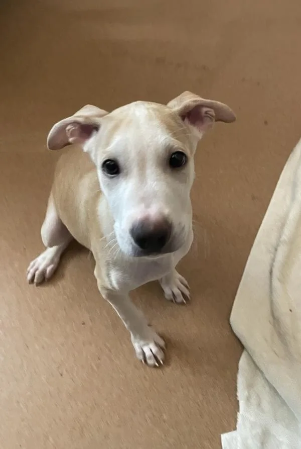 A baby medium-sized male Hound dog named Jj Elton for adoption in San Diego, CA