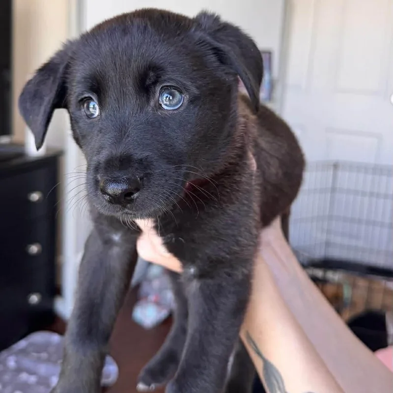 Black Bean