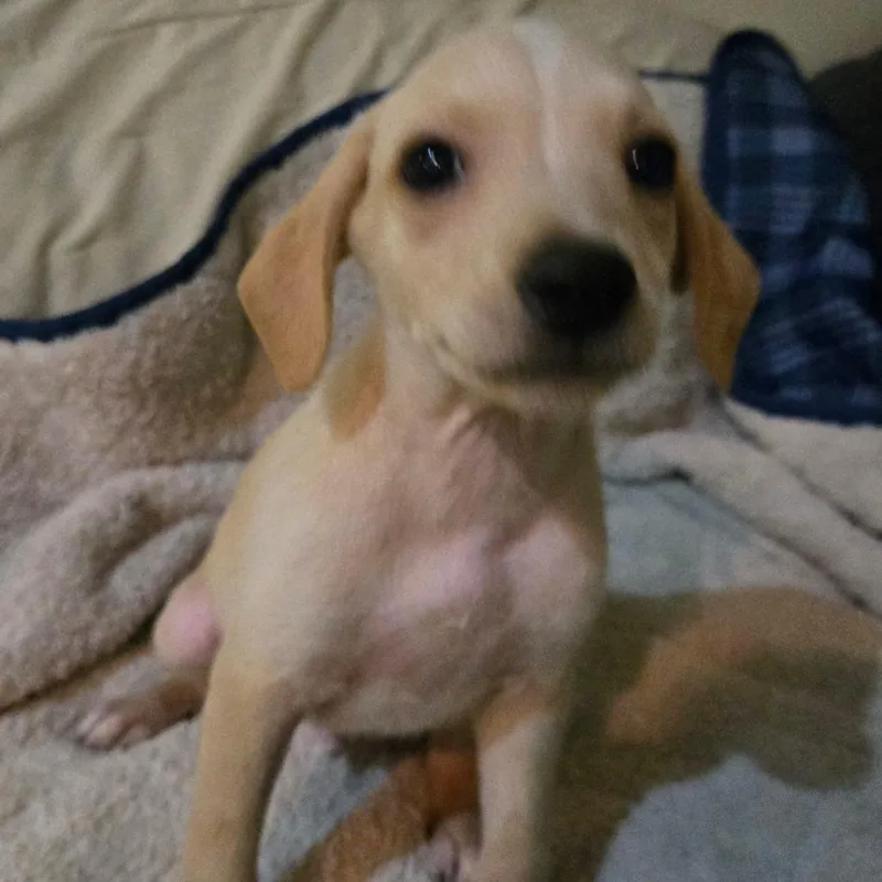 A baby small-sized male Yellow / Tan / Blond / Fawn Beagle dog named Sunny for adoption in Southington, OH