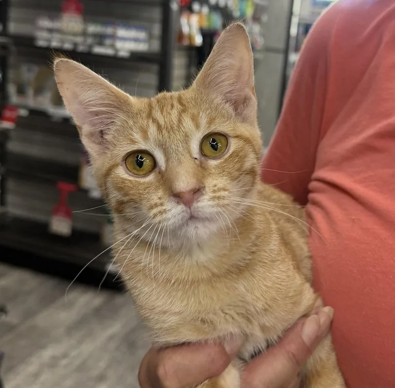 A baby small-sized male Orange & White Domestic Short Hair cat named Bindy for adoption in Mooresville, NC