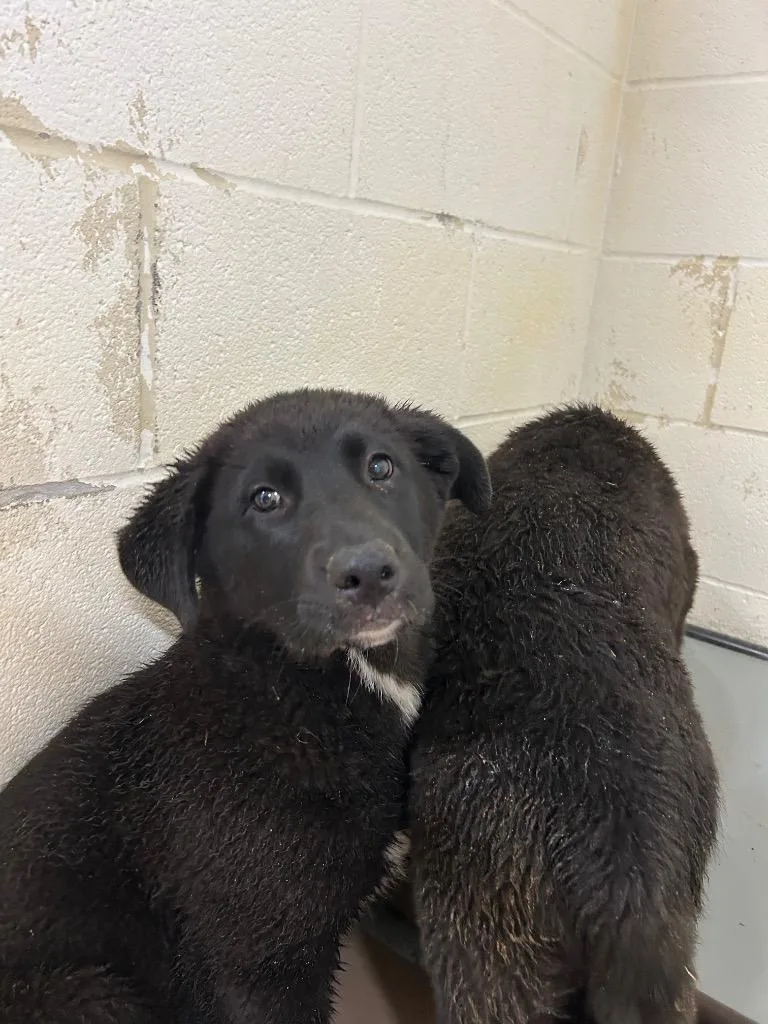 A baby large-sized female Black Labrador Retriever dog named Andromeda for adoption in Nacogdoches, TX