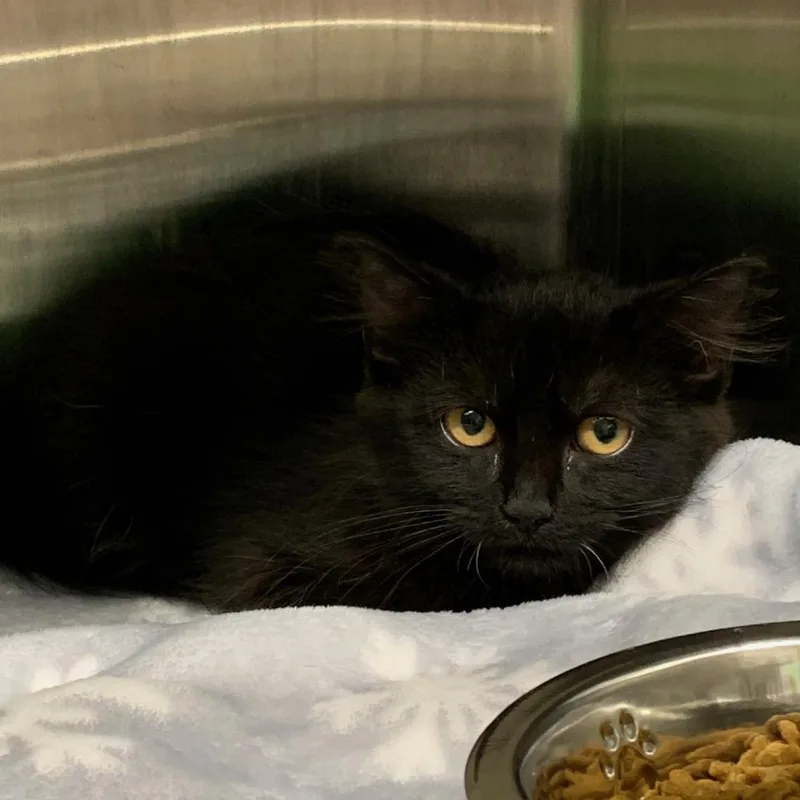 A baby small-sized female Black Domestic Short Hair cat named Kitte for adoption in Morganton, NC