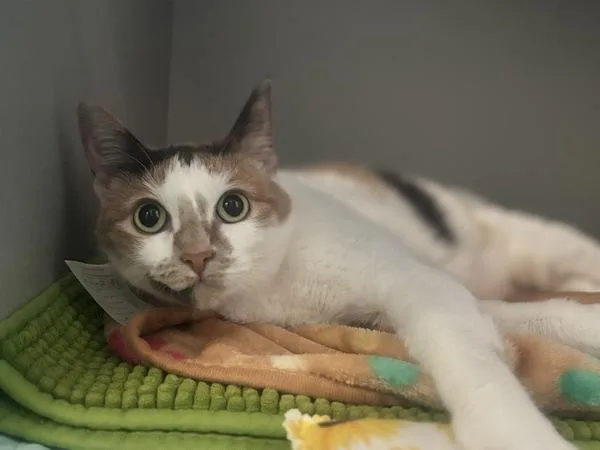 An adult medium-sized female Domestic Short Hair cat named Mia for adoption in Ridgewood, NY