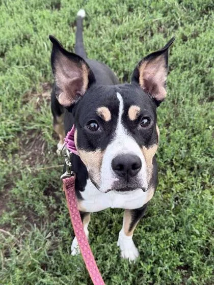 An adult medium-sized female American Staffordshire Terrier dog named Sophia for adoption in Kansas City, MO