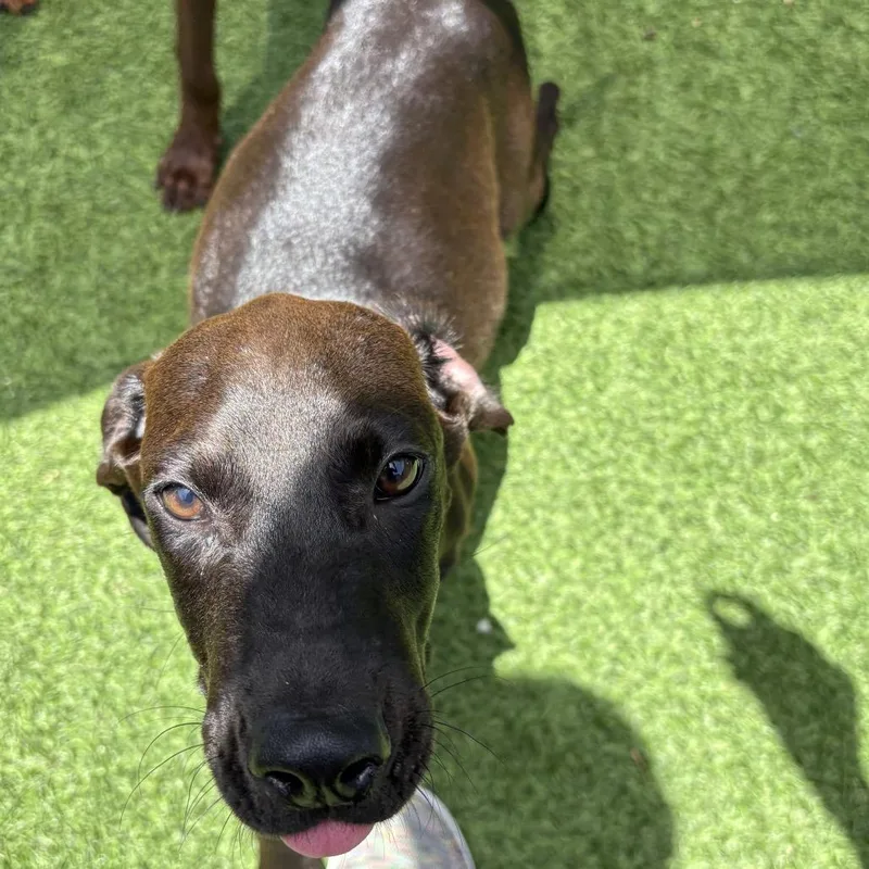 A baby small-sized male Black Doberman Pinscher dog named Rwanda for adoption in LOXAHATCHEE, FL
