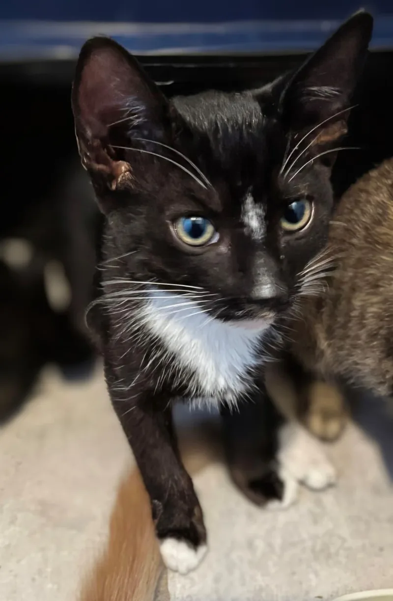 A baby medium-sized female Black Domestic Short Hair cat named Goma for adoption in Honolulu, HI