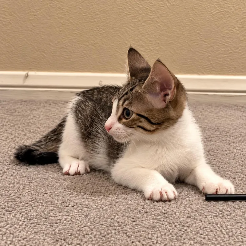 A baby small-sized female Brown / Chocolate Domestic Short Hair cat named Gracie for adoption in Houston, TX
