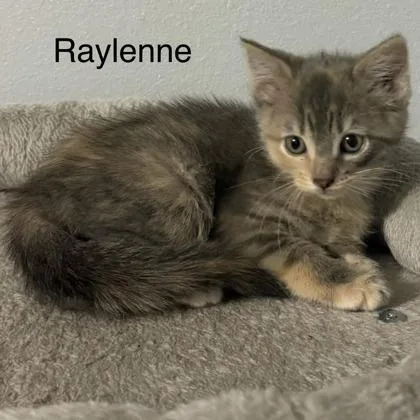 Raylenne