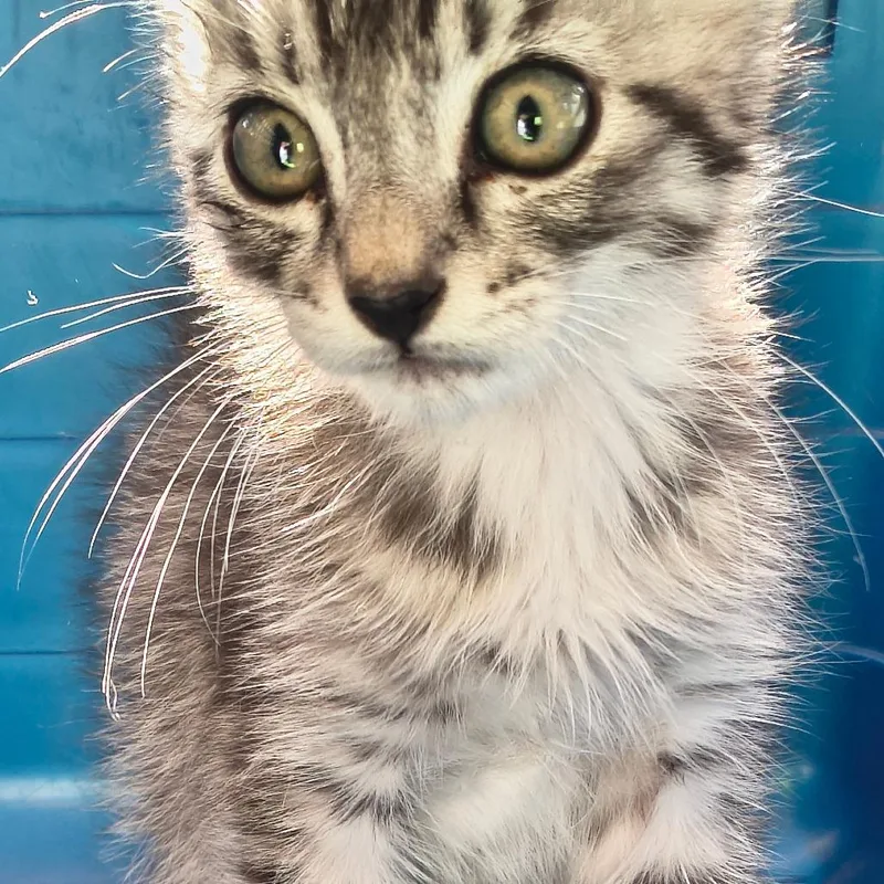 A baby small-sized male Calico Domestic Short Hair cat named Tom for adoption in Othello, WA