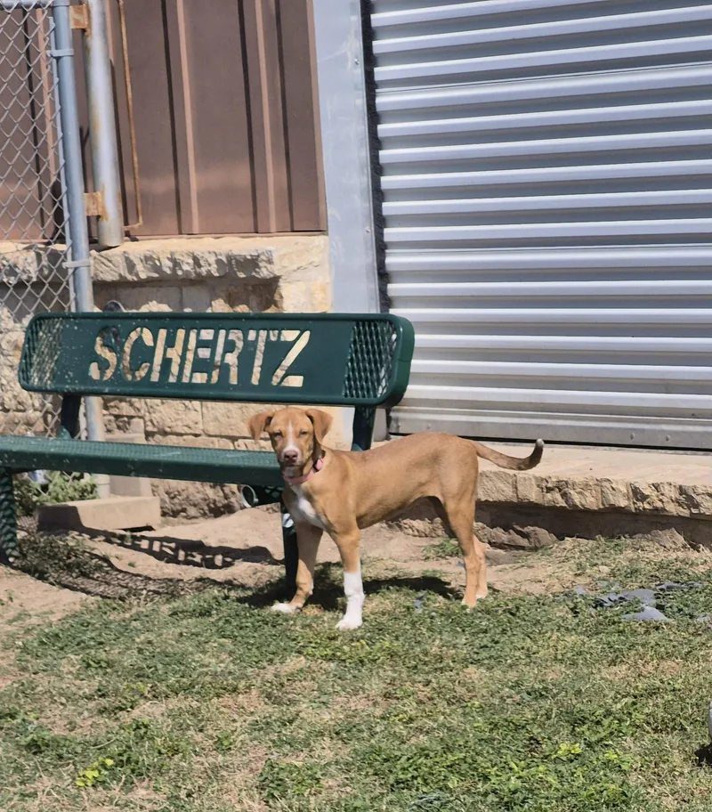 A young medium-sized female Mixed Breed dog named Churro for adoption in Schertz, TX