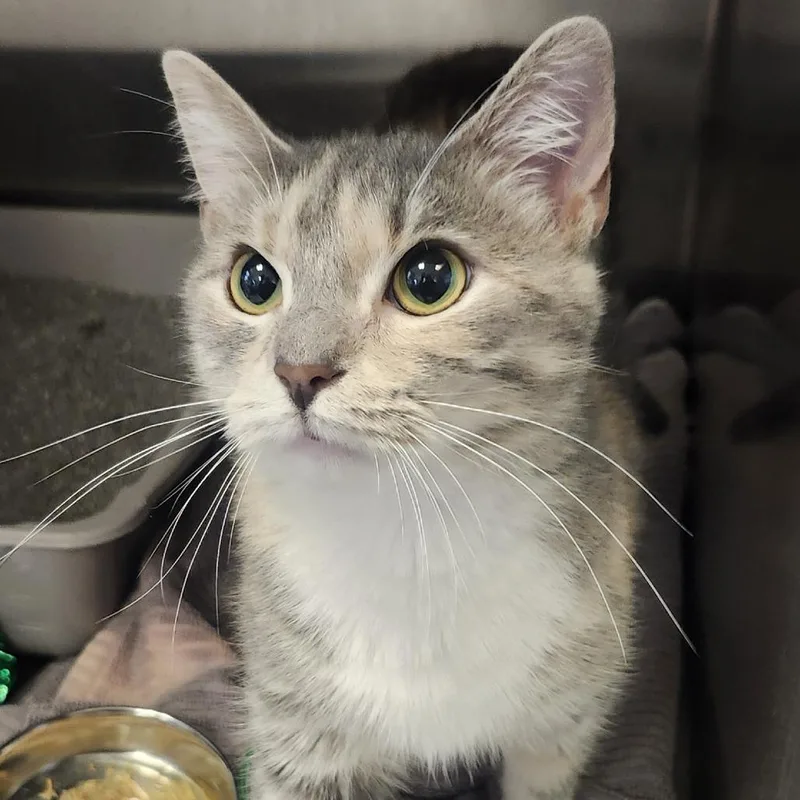 A young medium-sized female Calico Domestic Short Hair cat named Daze for adoption in Columbia Station, OH