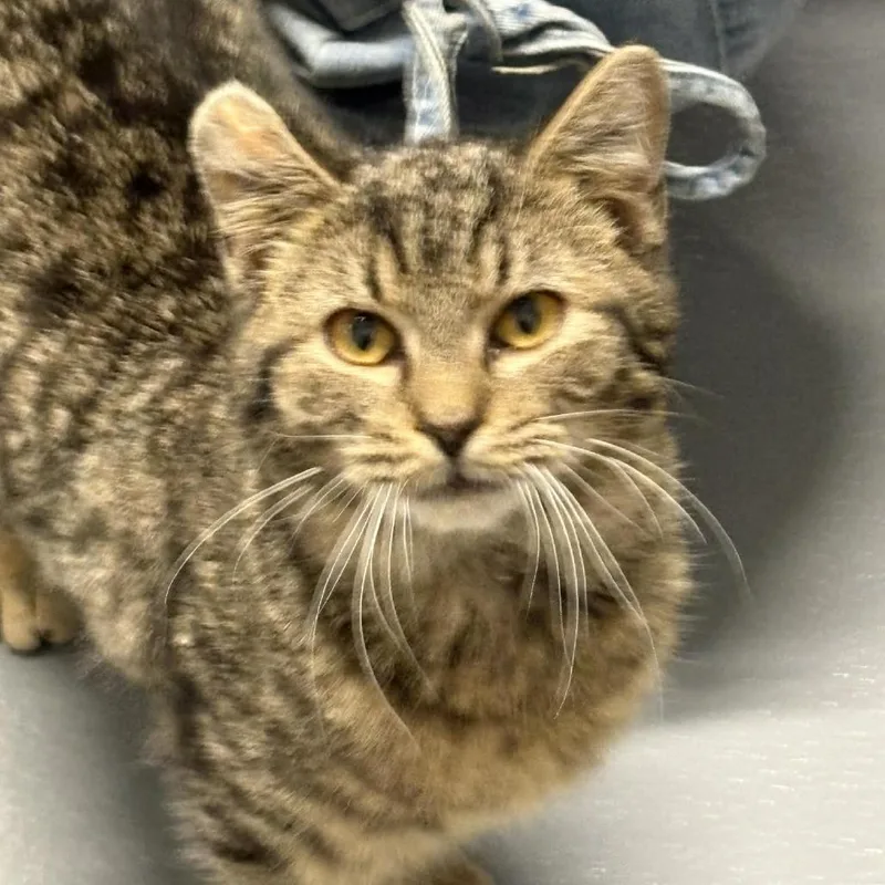 A young medium-sized male Brown / Chocolate Domestic Short Hair cat named Hammy The Hammerhead Shark for adoption in Toms Brook, VA
