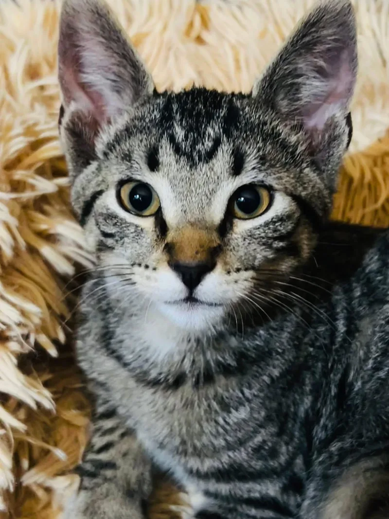 A young medium-sized male Domestic Short Hair cat named Ernie for adoption in Chicago, IL
