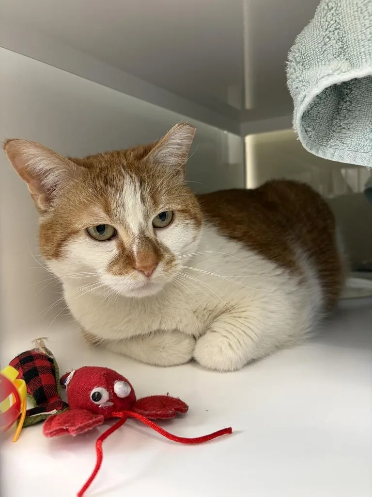 A senior extra large-sized male Domestic Short Hair cat named Oscar for adoption in Saint Paul, MN