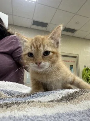 A baby small-sized male Domestic Short Hair cat named Rust for adoption in Fishers, IN