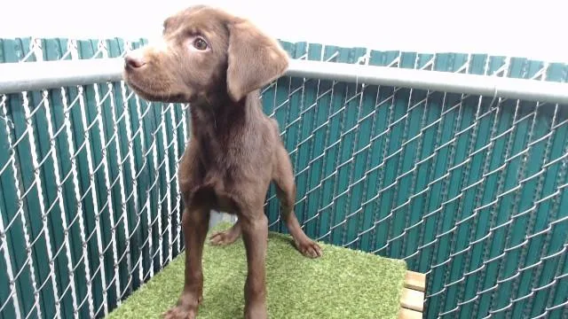 A baby small-sized male Labrador Retriever dog named Messi for adoption in Downey, CA