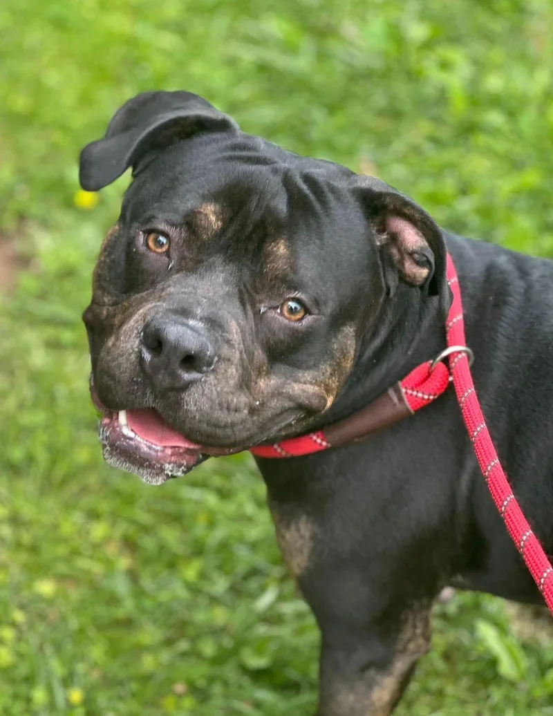 A young large-sized male Pit Bull Terrier dog named Teddy Bear for adoption in Baldwin, MD