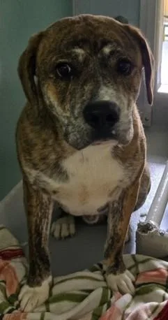 An adult large-sized male Mixed Breed dog named Clarence for adoption in Cumming, GA