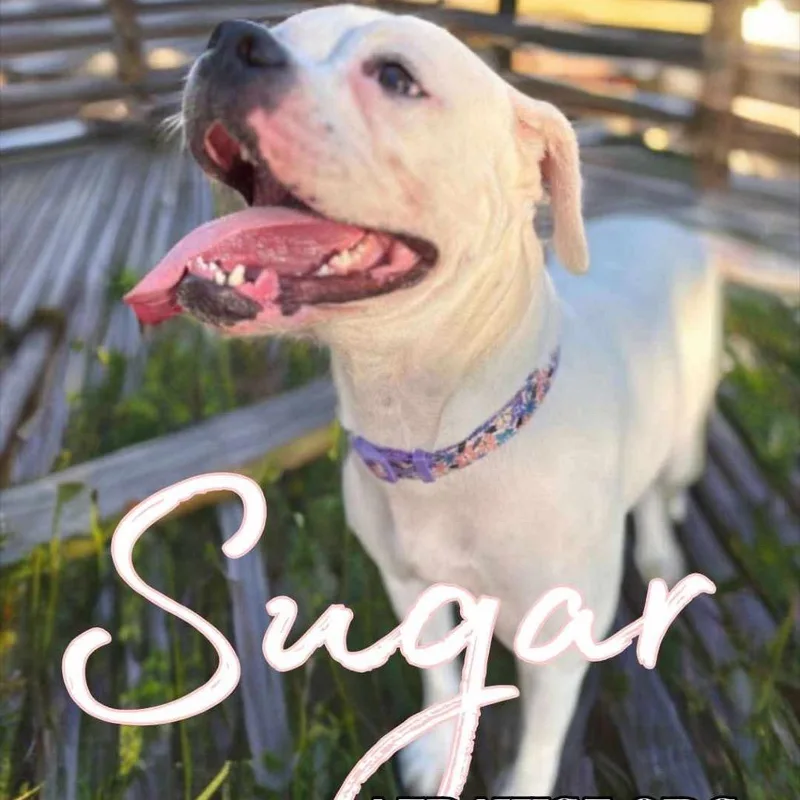 Sugar