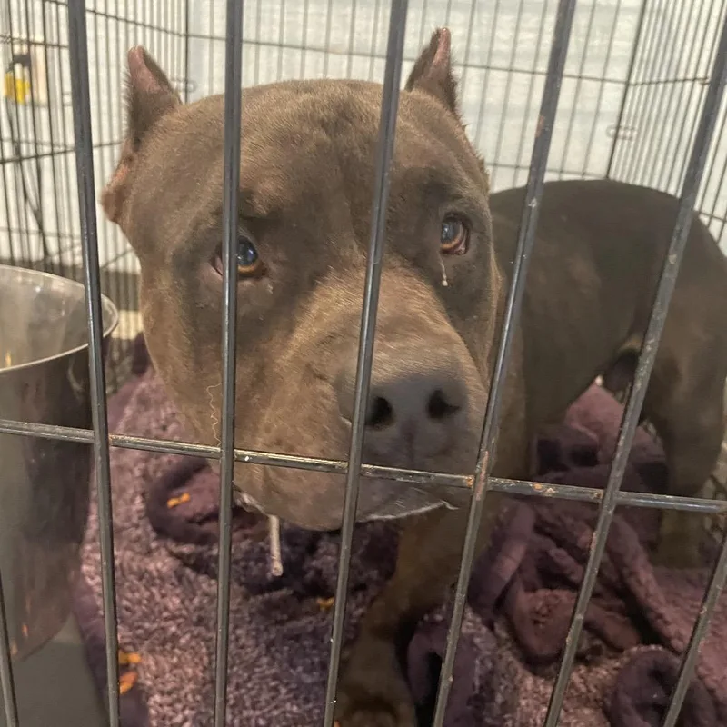An adult medium-sized male Black English Bulldog dog named D for adoption in Port Charlotte, FL