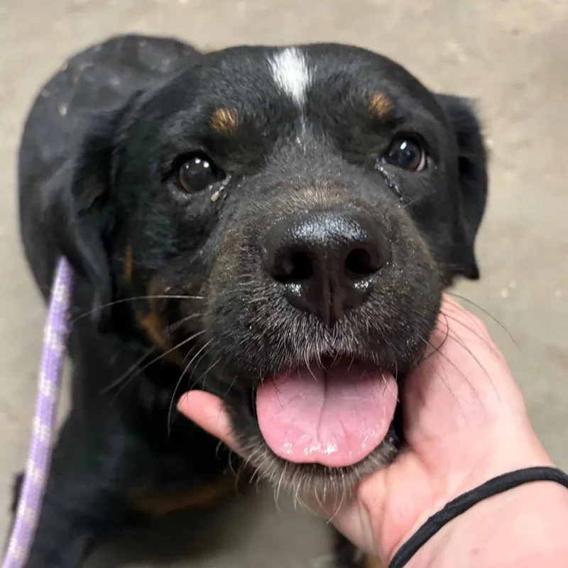 An adult medium-sized male Black Rottweiler dog named Dumpling for adoption in Yuma, AZ
