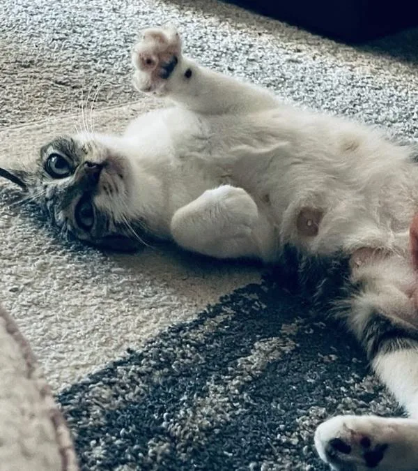 An adult small-sized female Domestic Short Hair cat named Sweets for adoption in San Diego, CA