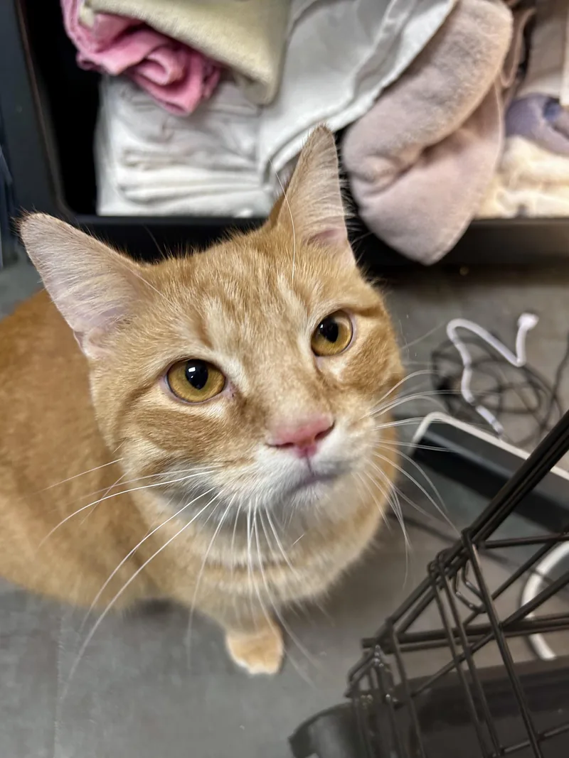 A young large-sized male Tabby (Orange / Red) Tabby cat named Garfield for adoption in Grand Rapids, MI