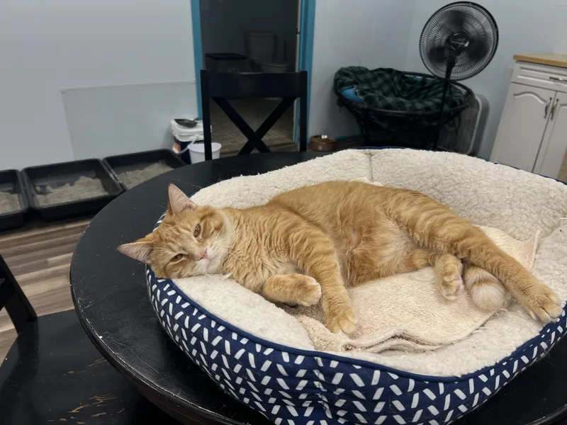 Garfield thumbnail 3