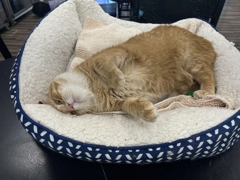 Garfield thumbnail 4